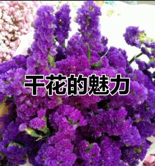紫色永生花代表什么？紫色永生花的寓意是什么？