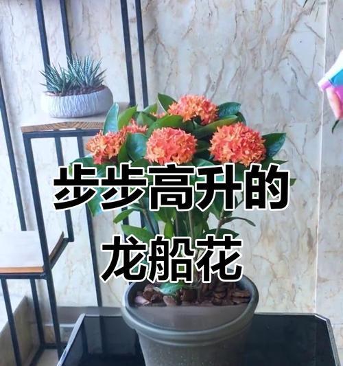 成功之花象征着什么？它们的含义是什么？