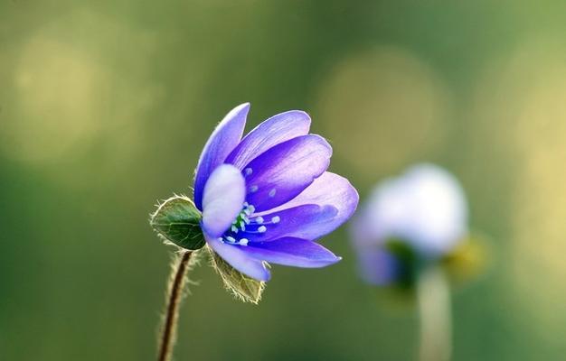 成功之花象征着什么？它们的含义是什么？