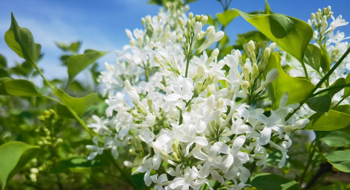 绿色的花代表什么？它们象征着什么意义？