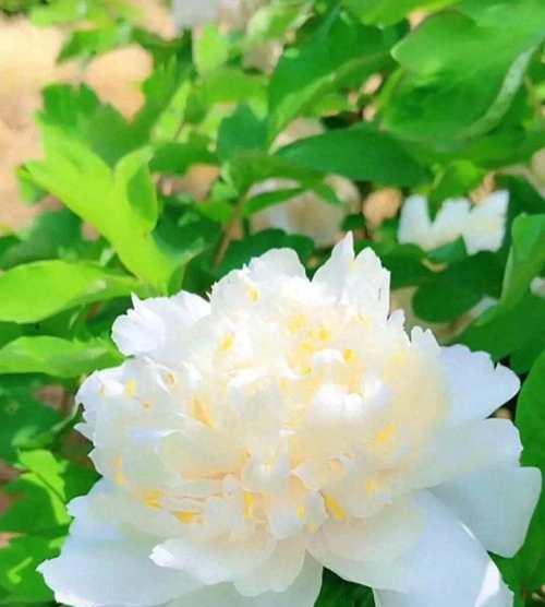 绿色的花代表什么？它们象征着什么意义？