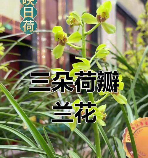 绿色的花代表什么？它们象征着什么意义？