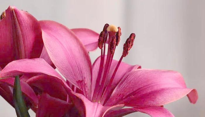 新婚使用粉色花有何含义？粉色花在婚礼中的象征是什么？