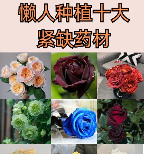 哪种花代表爱情的意义？