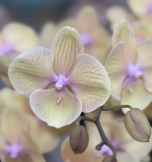 哪些花象征快乐平安？它们的花语是什么？