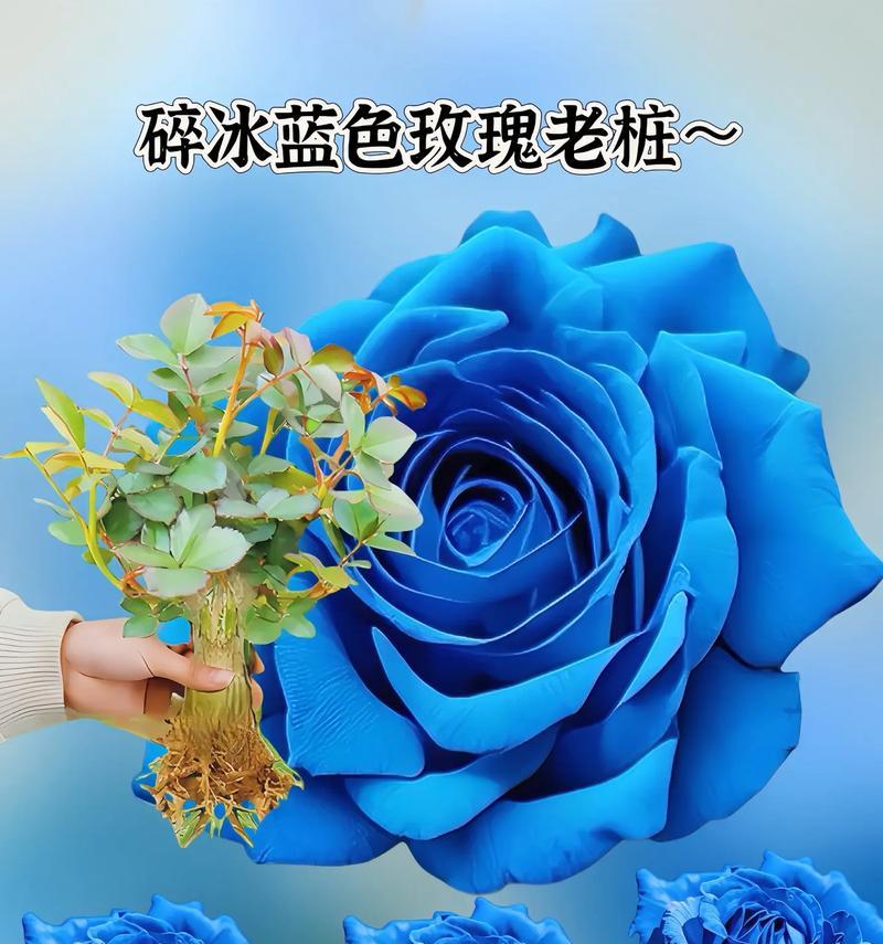 蓝绿色玫瑰花的寓意是什么？蓝色与绿色玫瑰的特别含义？