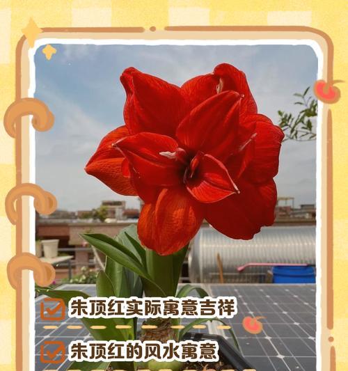 大红色花的寓意是什么？为什么大红色花象征吉祥？