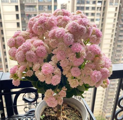长寿象征的假花有哪些？它们的寓意是什么？