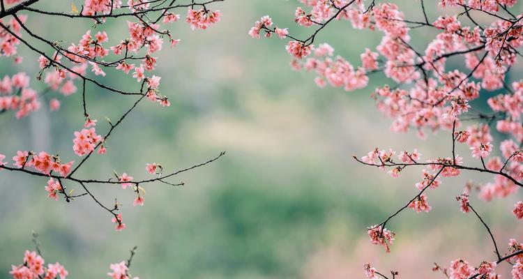 长寿象征的假花有哪些？它们的寓意是什么？