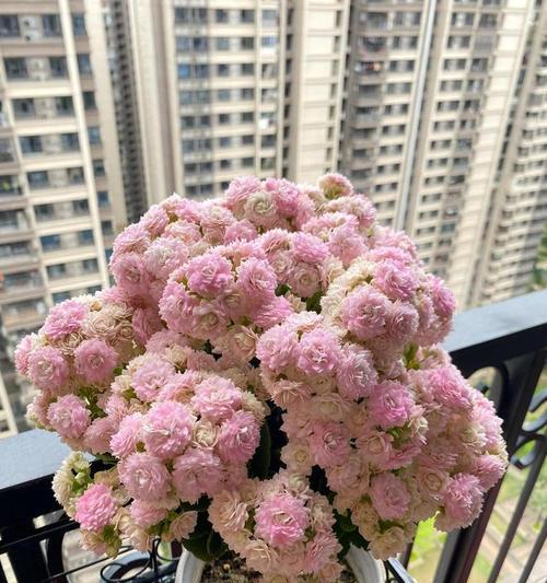长寿象征的假花有哪些？它们的寓意是什么？