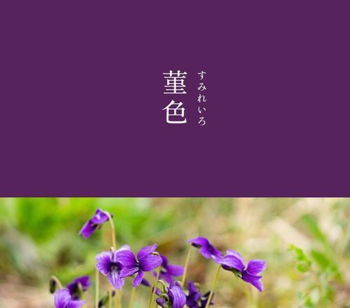 紫色荆棘花象征什么？这种花的寓意有哪些？