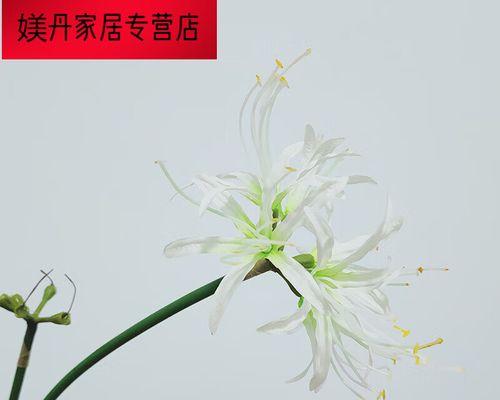 白色彼岸花象征什么？白色彼岸花的寓意是什么？