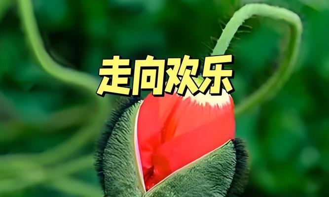 哪种花象征快乐？让人快乐的花有哪些？