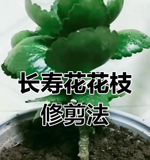 长寿花修剪的目的是什么？修剪长寿花的意义何在？
