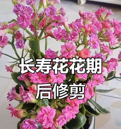长寿花修剪的目的是什么？修剪长寿花的意义何在？