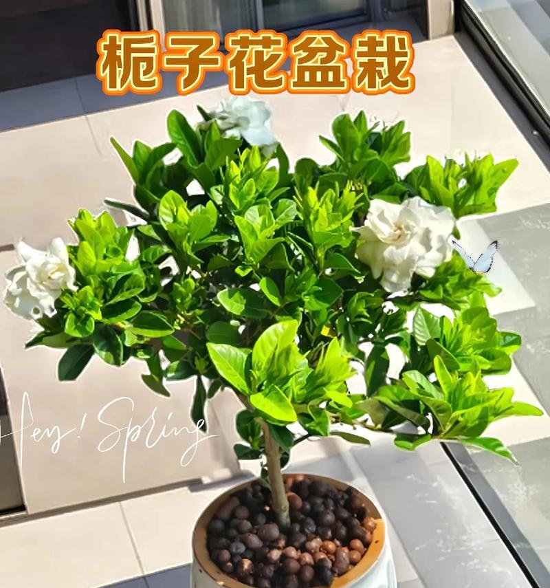 长辈送孩子栀子花有何寓意？栀子花在长辈心中代表了什么？