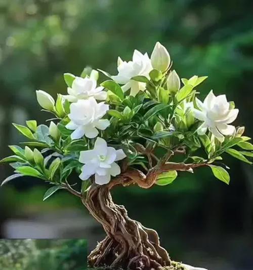 长辈送孩子栀子花有何寓意？栀子花在长辈心中代表了什么？