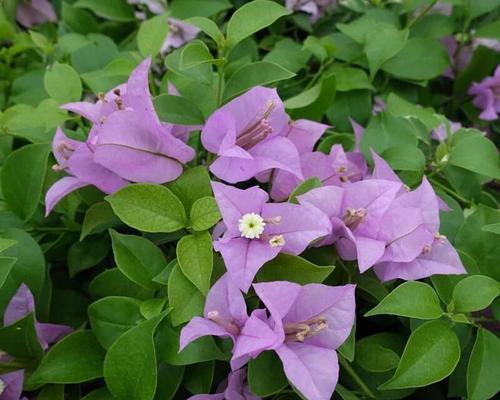 树上长的紫色花象征什么？象征友谊的紫色花是什么？