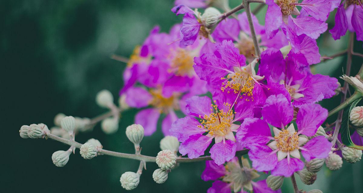 树上长的紫色花象征什么？象征友谊的紫色花是什么？
