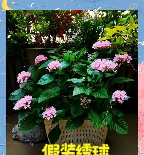 每个季节都开的花含义是什么？四季常开花卉的象征意义有哪些？