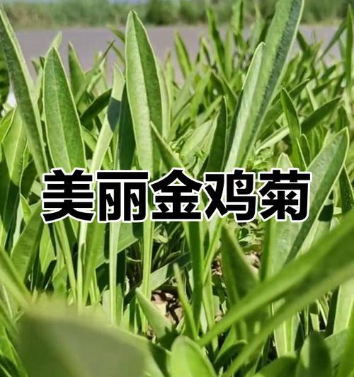 每个季节都开的花含义是什么？四季常开花卉的象征意义有哪些？
