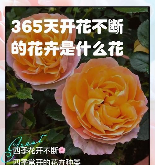每个季节都开的花含义是什么？四季常开花卉的象征意义有哪些？