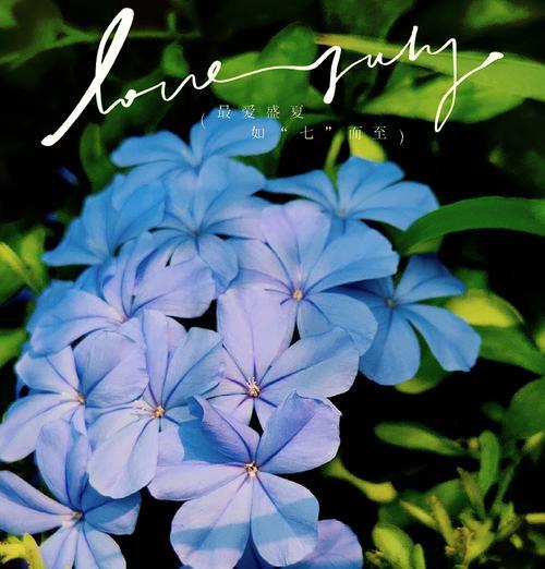 哪种花以蓝色代表幸福？蓝色花的幸福寓意是什么？