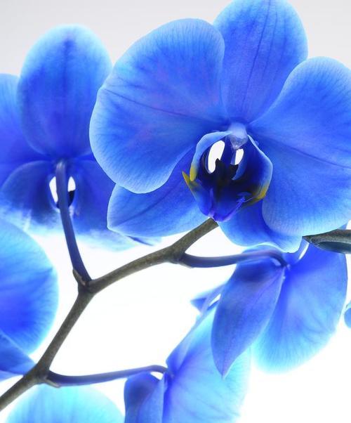 哪种花以蓝色代表幸福？蓝色花的幸福寓意是什么？