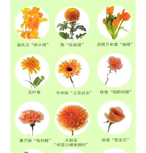 橙色与粉色花搭配的寓意是什么？搭配花语有哪些？