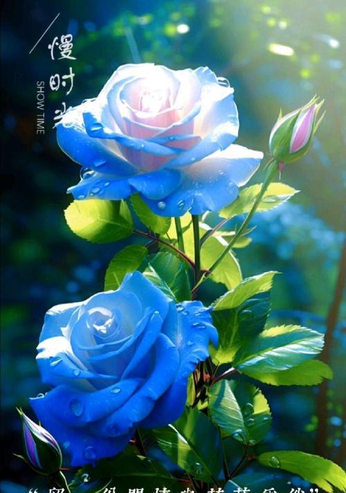 蓝色玫瑰花代表了什么？