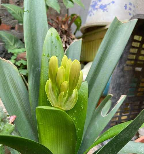 哪种花植物象征开心快乐？花的寓意是什么？