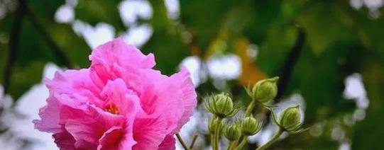 哪种花植物象征开心快乐？花的寓意是什么？