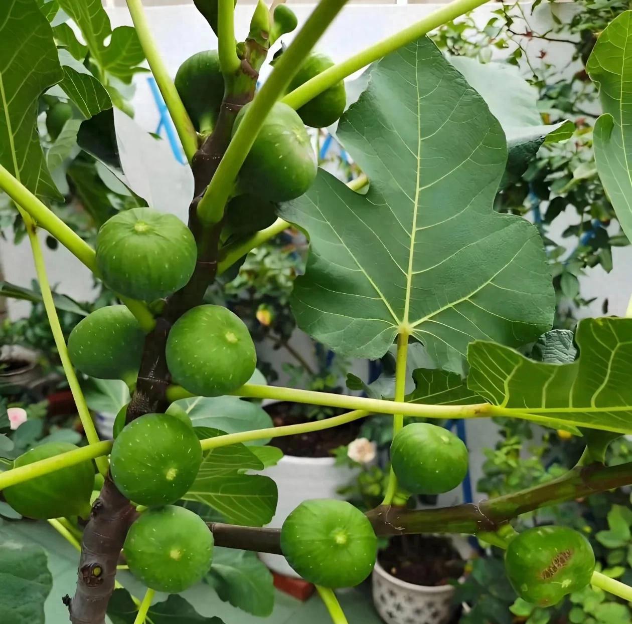 阳台种这4种果树，能赏景能吃果，新手也能种