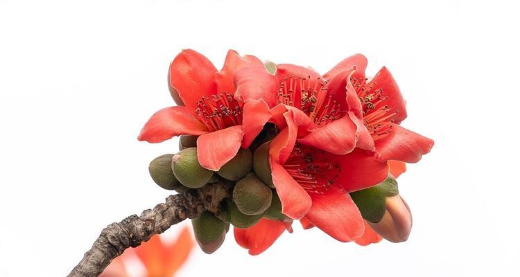 广州市花的由来和特点（探究广州市的市花——九重葛）