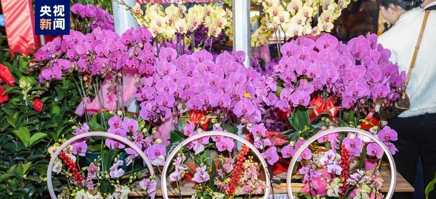 广州市花的由来和特点（探究广州市的市花——九重葛）