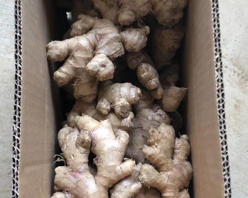 沙姜生芽能否食用？（探究沙姜生芽的营养价值、毒性与食用方法）