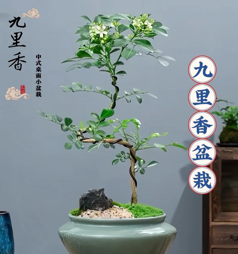 九里香为何不开花？（探寻九里香不开花的原因，）