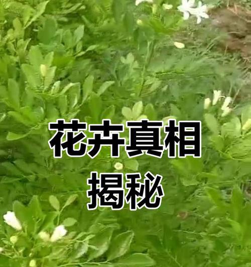 九里香为何不开花？（探寻九里香不开花的原因，）