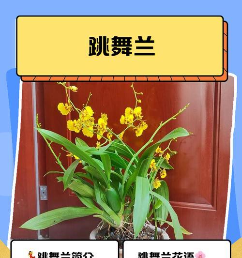 金雀花的生长习性和特点（揭秘金雀花是否为多年生，为你详细解读）
