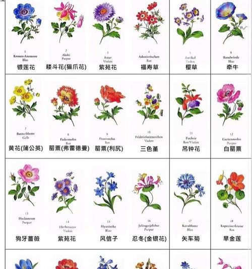 满天星是深盆还是浅盆更适合？（深入探究满天星的栽培技巧）