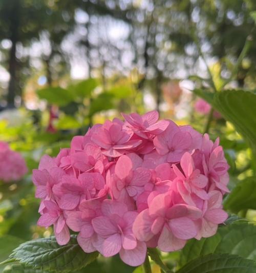 探秘和绣球花的近亲（揭秘与和绣球花相似的花卉品种）