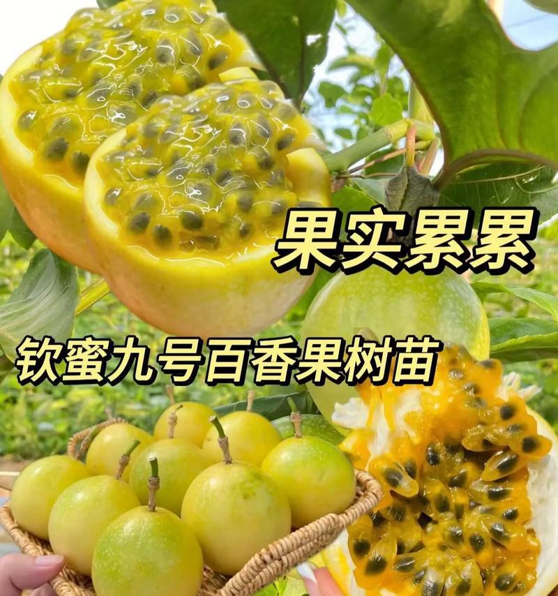 百香果种植时间的选择（最佳种植时间和方法）