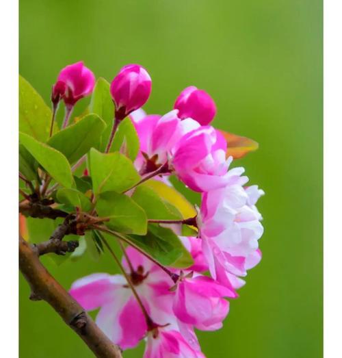 西红柿花的颜色和形状（探究西红柿花的奥秘，解析西红柿的独特之处）