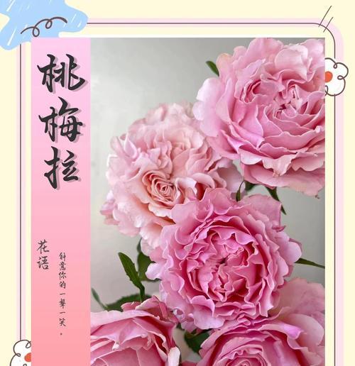 西红柿花的颜色和形状（探究西红柿花的奥秘，解析西红柿的独特之处）