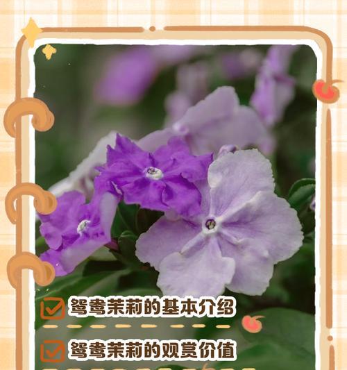 西红柿花的颜色和形状（探究西红柿花的奥秘，解析西红柿的独特之处）