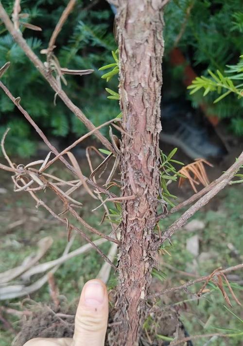 红豆杉能否在寒冷的冬天生存？（红豆杉的生长环境和适应性及其对冬季生存的影响）