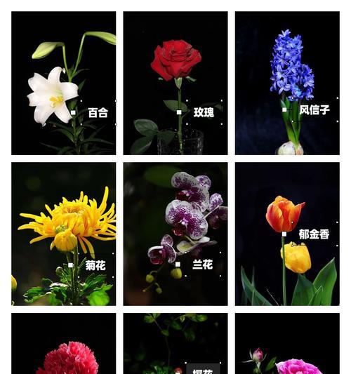 酸奶可以浇栀子花吗？——揭秘酸奶浇花的真相（酸奶浇花是益处多多，但也需注意方式方法！）