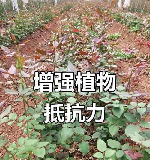 氨基酸的作用在植物生长中的重要性（植物生长发育过程中，氨基酸是必不可少的元素）