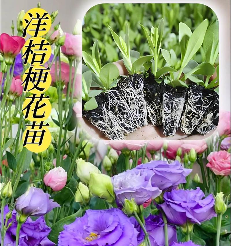 桔梗开花时间及相关知识（了解桔梗的生长习性与花期规律）