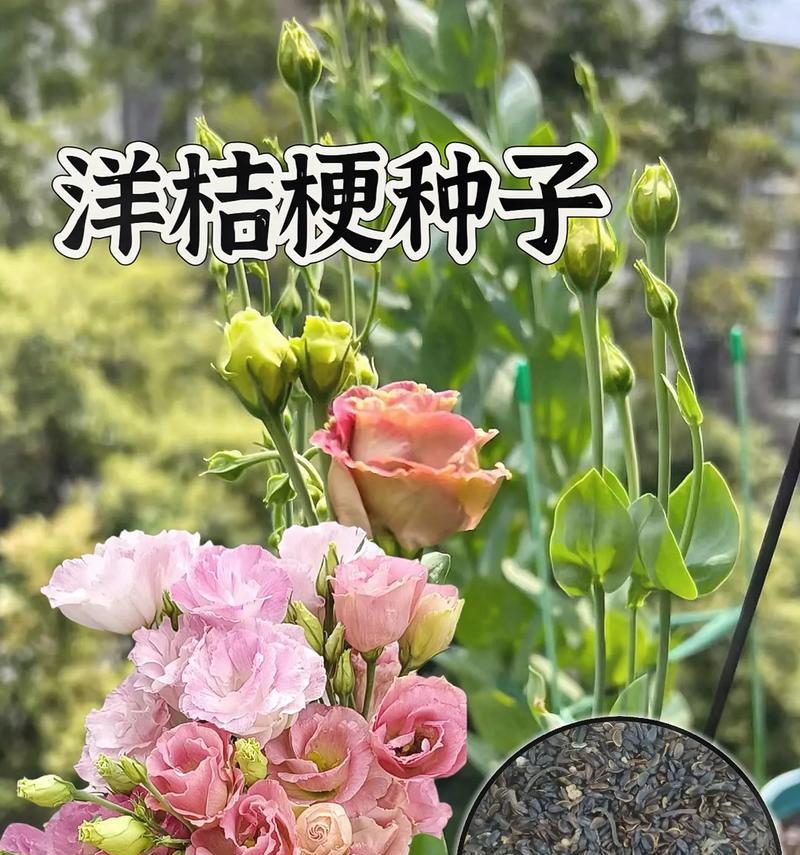 桔梗开花时间及相关知识（了解桔梗的生长习性与花期规律）